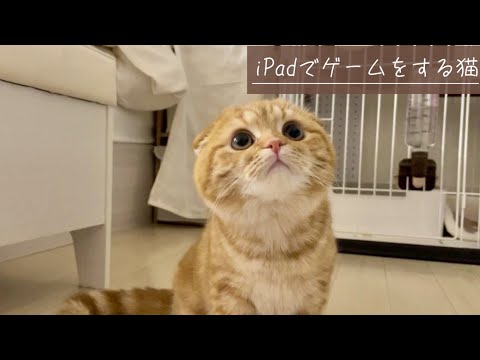 猫の動画サムネイル - iPadでゲームをする猫【スコティッシュフォールド】