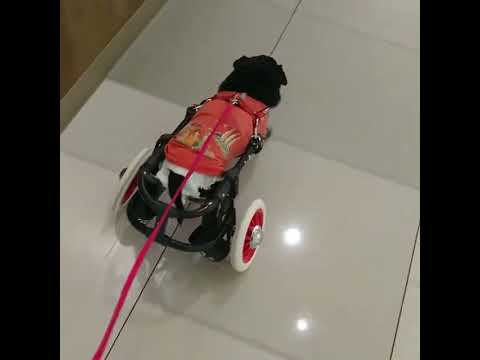 黒パグ小梅🐶プールリハビリ前に散歩をする小梅🐾@イオンモール幕張新都心