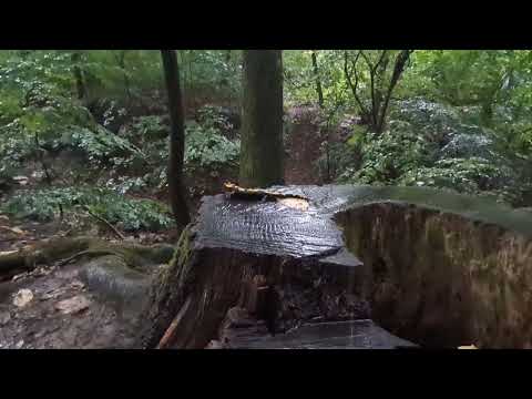 Herping in Prague - Fire Salamander, mlok skvrnitý (Salamandra salamandra), 2025, Praha Obora Hvězda