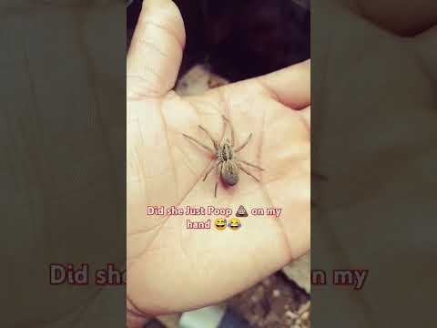 My Wolfspider pooped on my hand 😂😂