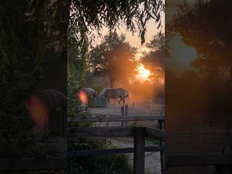 Gorgeous Sunset and happy horses on the Track. ❤️