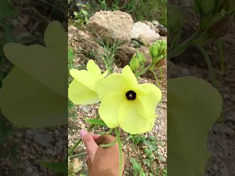 HÀNH TRÌNH SĂN ĐÁ QUY- phần 14