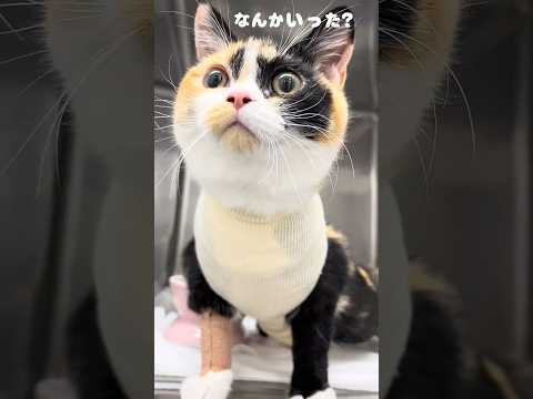 先生の話をちゃんと聞いてる…可愛すぎる猫のこまちさん【猫の避妊手術の入院中】#cat #猫 #保護猫 #shorts