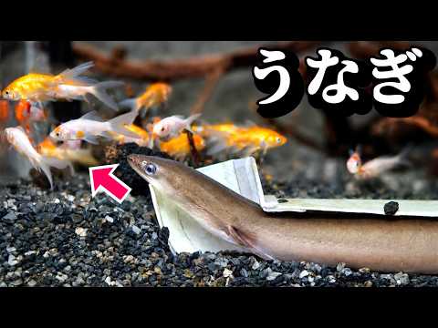 50匹の金魚を肉食魚たちの水槽へ入れました。
