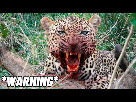 LEOPARD KILL CAUGHT ON CAMERA | Once in a LIFETIME Luxury African Safari !!