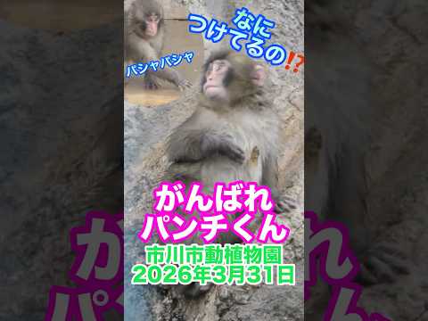 がんばれ！パンチくん【2026年3月31日】　#がんばれパンチ #市川市動植物園 #animals #ニホンザル #オランママ # #punch #animalshorts #shorts