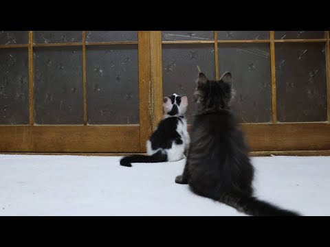 猫の動画サムネイル - あそぶ子猫たち　250725