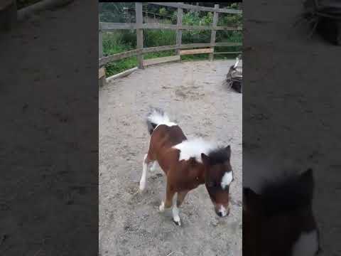 生後1か月の赤ちゃんポニーのダッシュ #馬 #動物 #horse