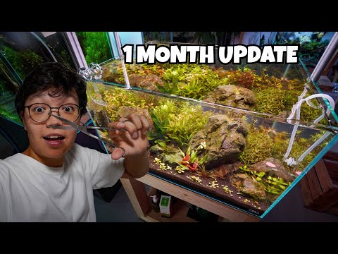 Trimming the Garden Style Aquascape  - One Month Update