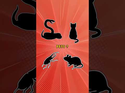 EVERY HASHIRA SECRET PET #anime #demonslayer #tanjiro #hashira