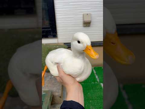 お庭でもフワフワしているコールダック。Fluffy call ducks on their bush garden.