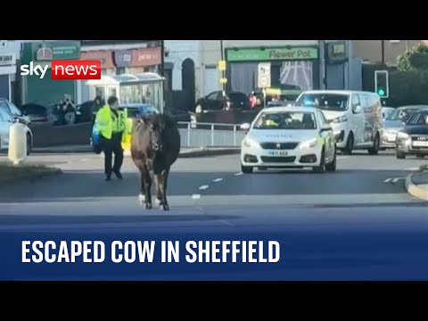 Cow on the loose stops traffic in Sheffield