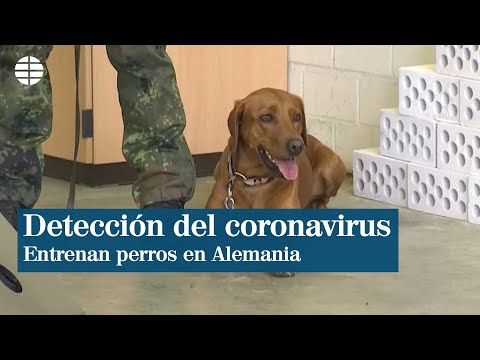 Adiestran a perros para detectar el coronavirus en humanos