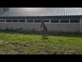 Springpferd Super fokmerrie drachtig heeft veel goeie springpaarden gebracht