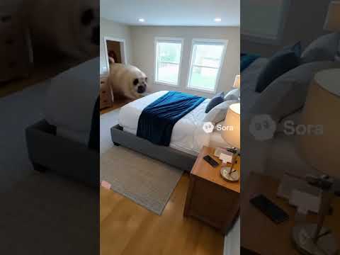 Толстый мопс