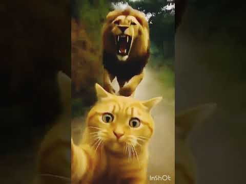 OMG 😱😳😱_save tha _cat #funny #catbaby #cat #gameskhelkarpaisekai #catbreed #janemerijanemanbachpank