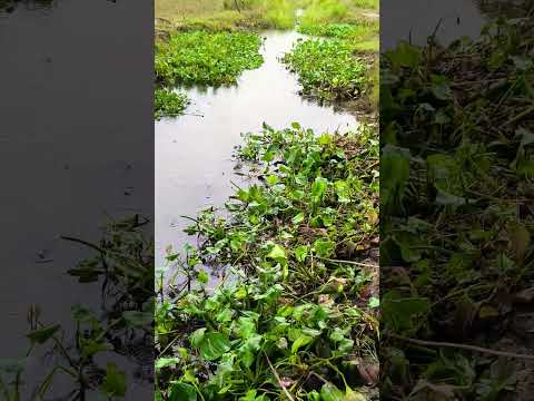 #fishing #shortvideo