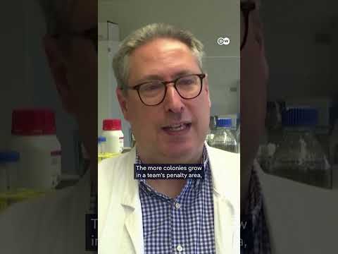 E. Coli bacteria Oracle predicts Euro 2024 | DW News