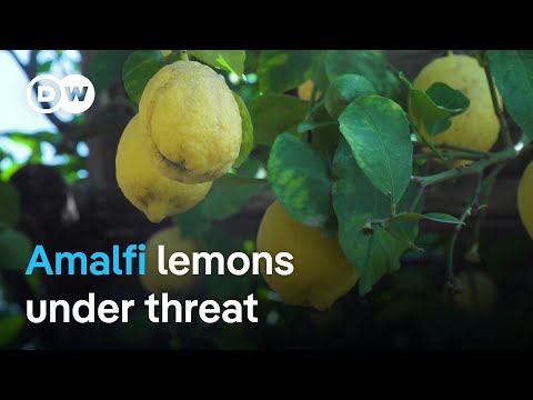 Can the Amalfi Coast's famous lemons be saved? | Focus on Europe