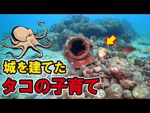 城を造り子育てを始めたタコ。その結末を見届けた結果…
