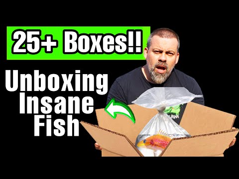 Unboxing Live Tropical Fish From Asia - 25 Boxes o We waited 2 months for this shipment of Live 

Join our Membership channel to get access to perks_
h
