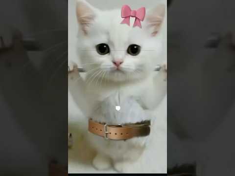 Homemade chicken cat food 😛#catfood #chicken #food #cat #kitten #homemade #youtubeshorts #catlovers