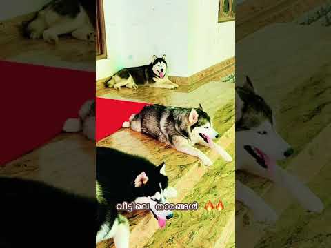 ഇവരാണ് വീട്ടിലെ vip താരങ്ങൾ ❤️🔥#pets #love #dog #bordercollie #husky #puppy