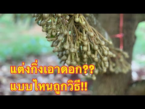 เทคนิคการแต่งกิ่งและเปิดโคนต้น