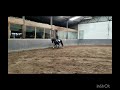 حصان الفروسية Knap dressuurpaard met veel toekomstperspectief
