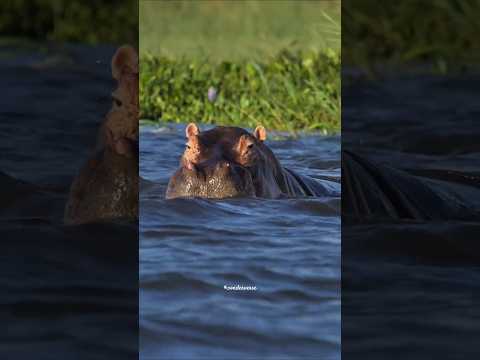 Why hippopotamus not a pet 🐶 #likeandsubscribe