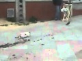 Cat vs. Bird , Bird Win