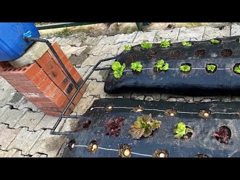 Süper Yöntem / Artık Bahçeniz Olmasa da Sebze Yetiştirebilirsiniz