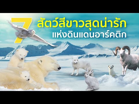 7-สัตว์สีขาวสุดน่ารักแห่งอาร์ค 7-สัตว์สีขาวสุดน่ารักแห่งอาร์ค