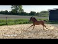 Springpaard Merrieveulen Van Gogh x Corland. Moederlijn met veel sport!