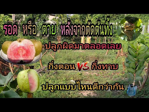 ฝรั่งหงเป่าสือหลังจากตัดต้น🌳รอ