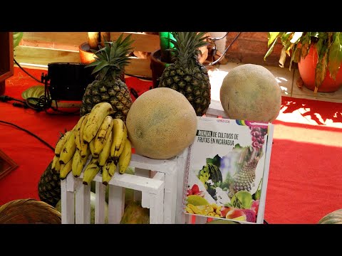 Potencian conocimientos a productores de frutas en Nicaragua