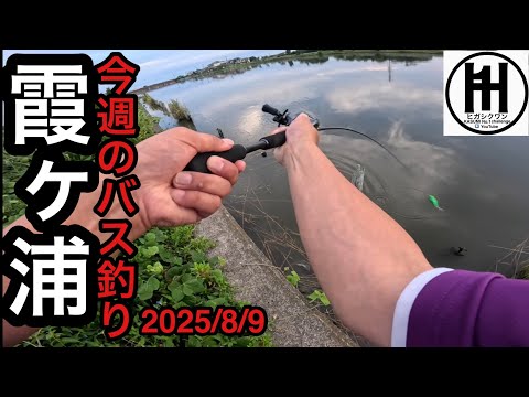 バス釣り今週の霞ヶ浦！40℃間近でもストロングに攻めろ⁈2025年8月9日