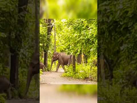 #nature #wildlife #elephant #animals #travel #youtubeshorts