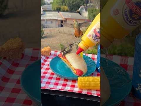 Hummingbirds Love Leftover Hotdogs after 4th of July the Day After #nationalhotdogday #birds #diy