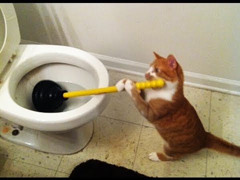 Try to stay SERIOUS -The most popular CAT videos