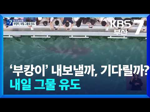‘부캉이’ 내보낼까, 기다릴까?…내일 그물 유도 / KBS  2026.10.01.