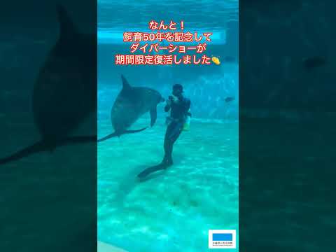 猫の動画サムネイル - ムクのダイバーショーが再開しました！