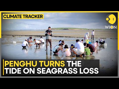 Seagrass Being Grown Again In Penghu Waters | Taiwan Restores Vital Seagrass Meadows | WION
