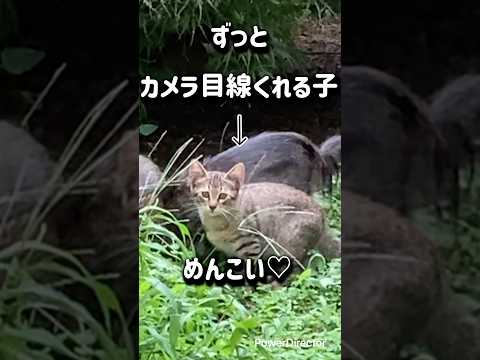 野良猫ファミリー🐱大集合♪ #cat #野良猫 #子猫 #親子猫