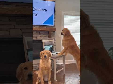 My dog made a PowerPoint presentation 😂