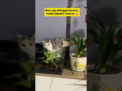 waduh mujaer😺 #cat #kucing #kucinglucu #funny #shots