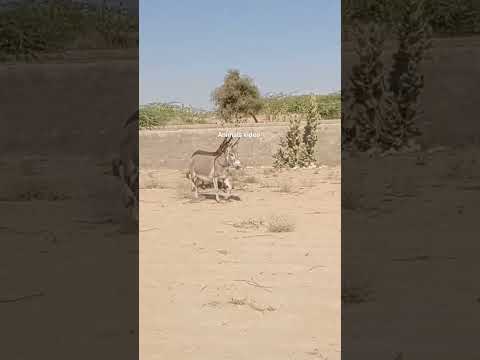 #music #hiphop #animals #donkey #funny #india #love #newmovie2024 #villagelife #solareclipse #viral