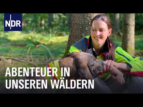 Norddeutschlands Wäler: Sind im Wald! | die nordstory | NDR Doku