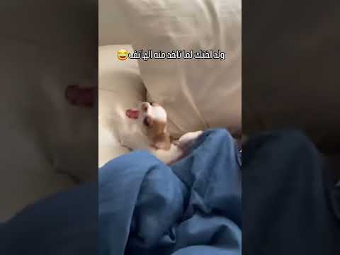 هههههه 😂😂 #ضحك #مصارعة #خروف #hair #fypシ゚ #fypシ゚viralシ #foryouシ #foryoupageシ #اكسبلور