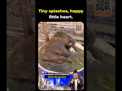 Baby Elephant’s Cutest <strong>Bath</strong> Time Ever #babyelephant #elephant #cuteanimals #animalvideos #funny